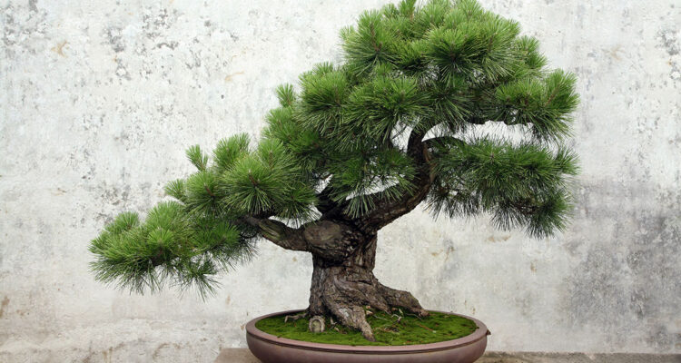 calendrier lunaire du 7 novembre 2021