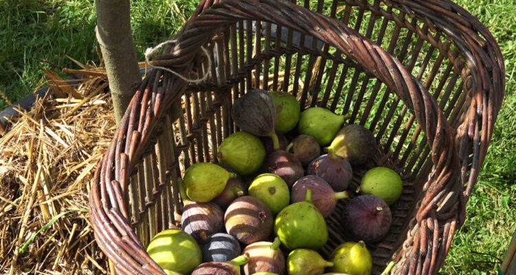 variétés de figuier