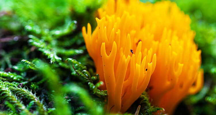 calendrier lunaire du 10 novembre 2021