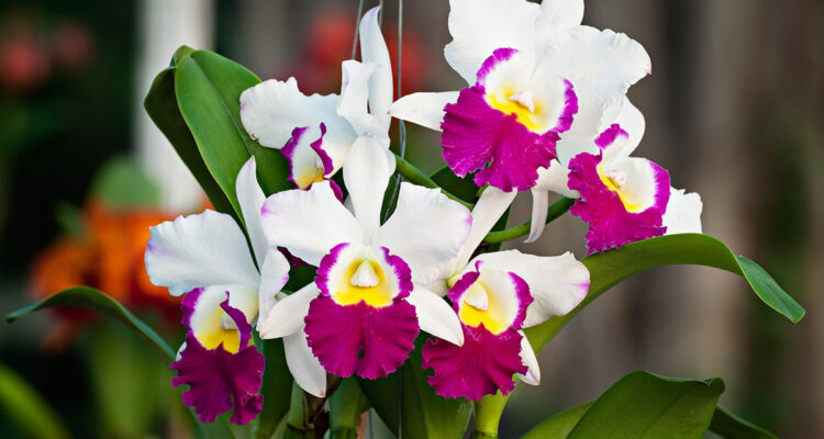 orchidées parfumées