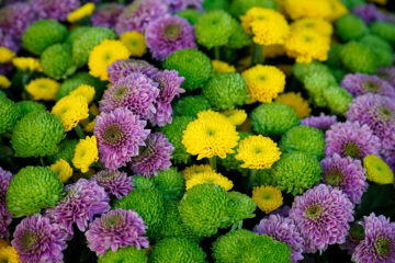 calendrier lunaire du 26 novembre 2021