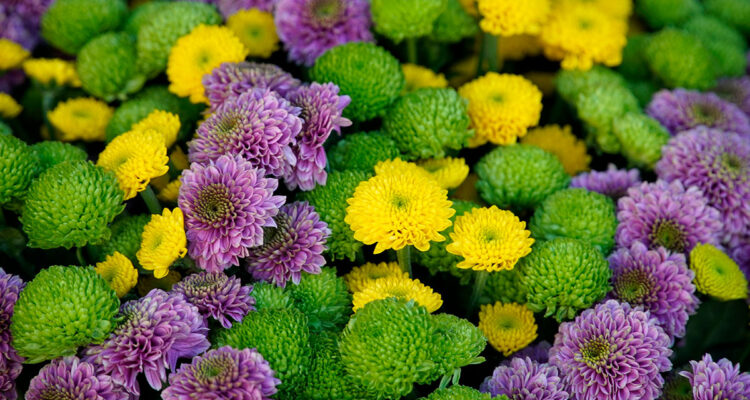 calendrier lunaire du 26 novembre 2021