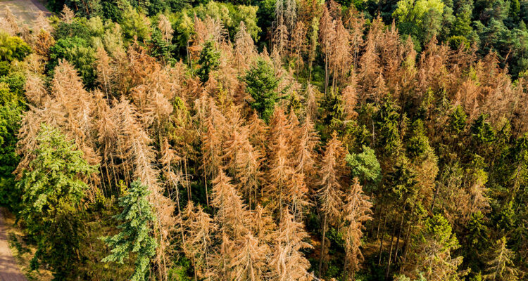 maladies des conifères
