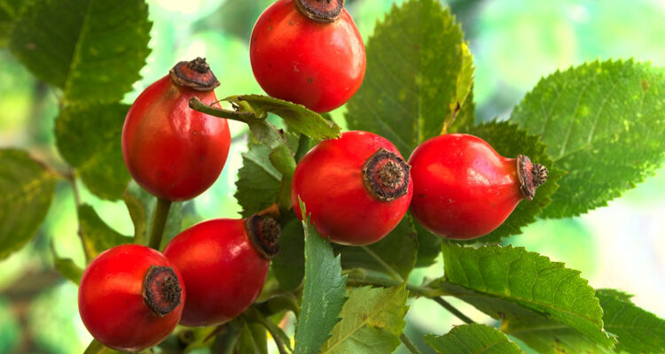 calendrier lunaire du 9 novembre