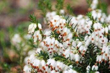 fleurs au parfum de miel