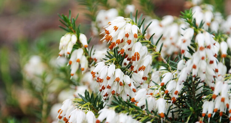 fleurs au parfum de miel