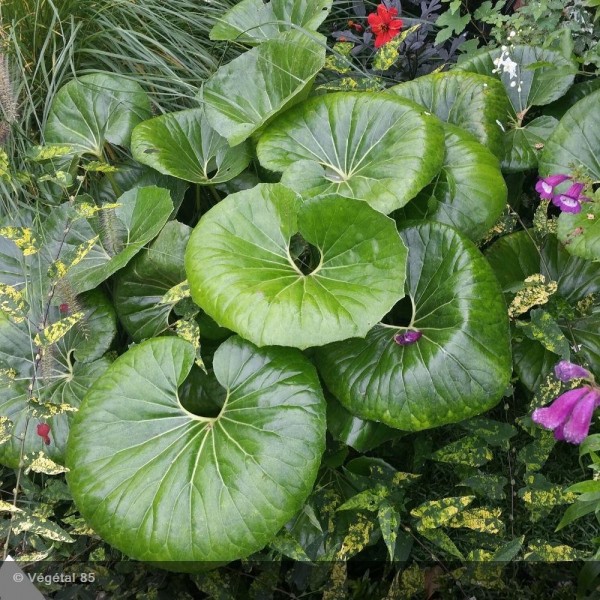 FARFUGIUM-japonicum-Gigantea calendrier de l'avent 2021 hortus focus