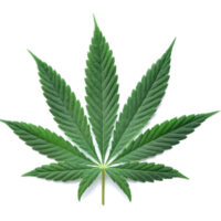 feuille de canabis - Alexandrum79 -Edit cannabis