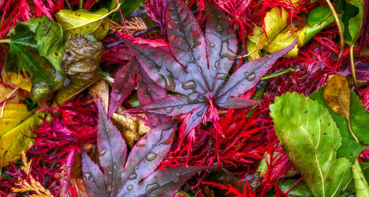 calendrier lunaire du 27 novembre 2021