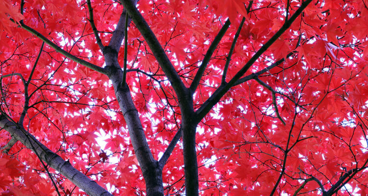 calendrier lunaire du 5 novembre