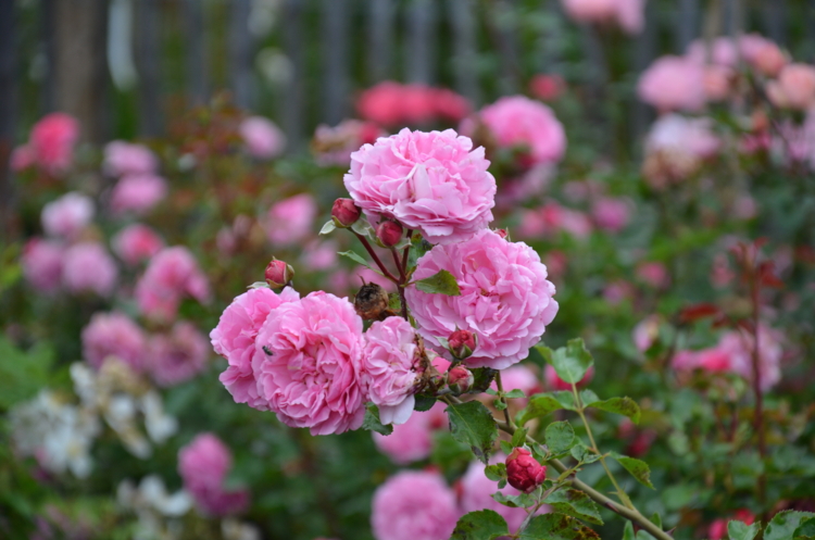 liliane houbé reveret (3)-Edit calendrier de l'Aveny du 8 décembre