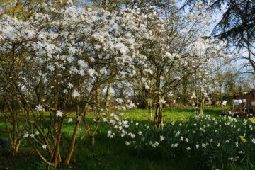 magnolia de printemps