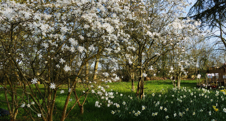 magnolia de printemps