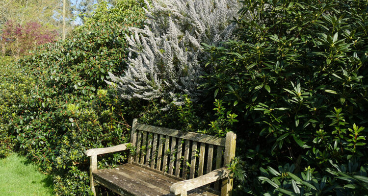 bruyères arborescentes