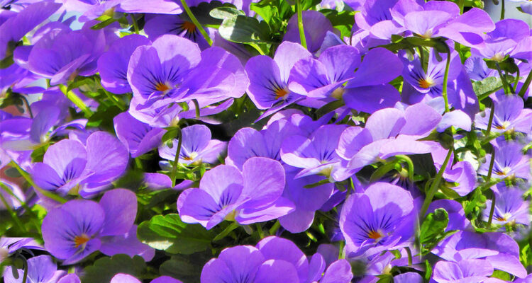 calendrier lunaire du 20 novembre 2021