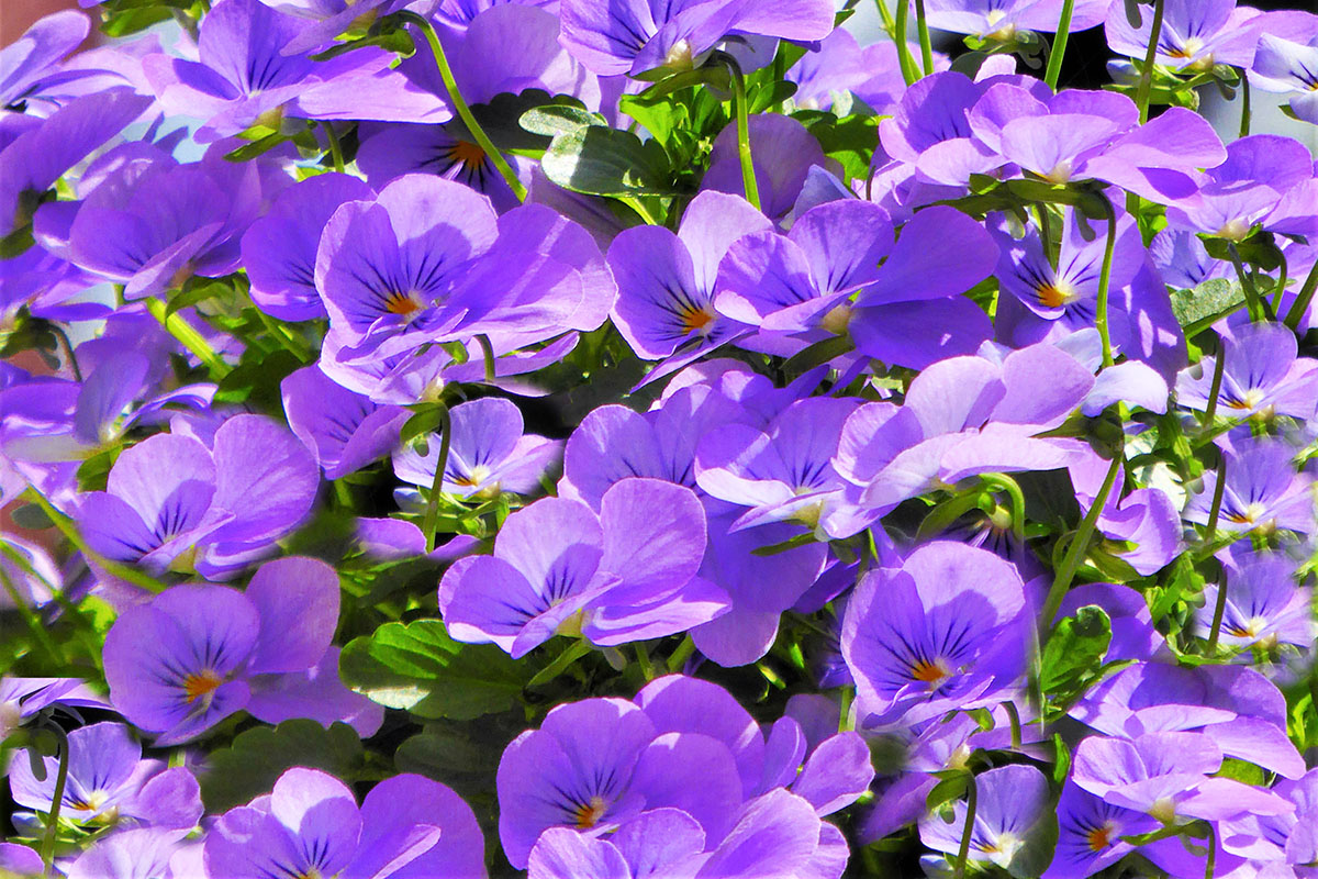 calendrier lunaire du 20 novembre 2021