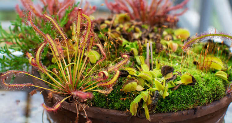 plantes carnivores en auge ou au jardin