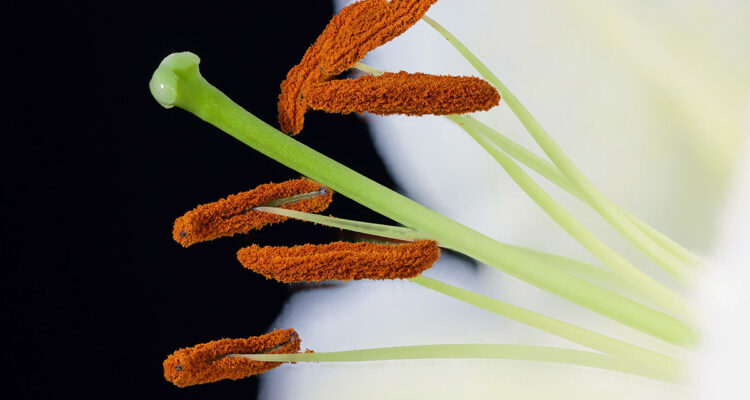 calendrier lunaire du 13 novembre 2021