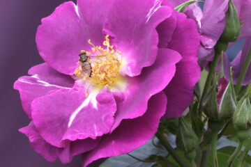 les rosiers bleus