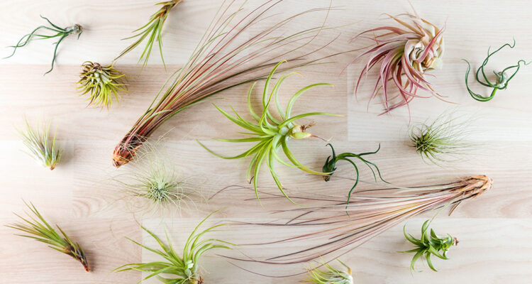 tout sur les tillandsias