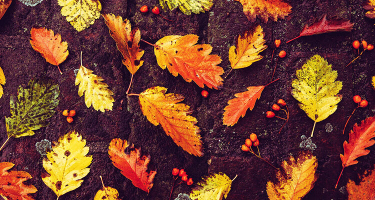 calendrier lunaire du 16 novembre 2021