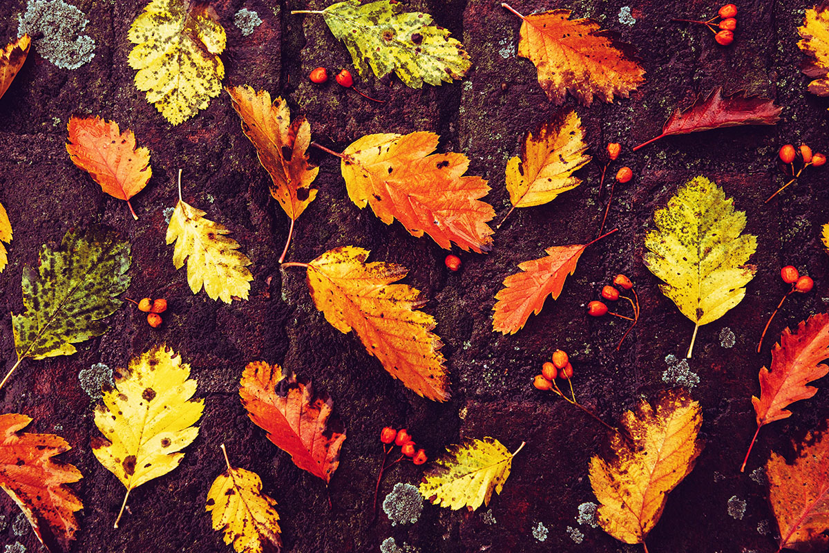 calendrier lunaire du 16 novembre 2021