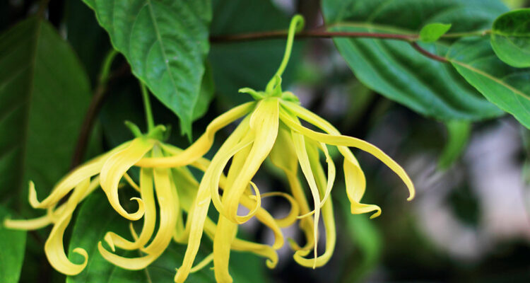 calendrier lunaire du lundi 15 novembre 2021