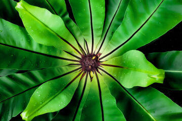 calendrier lunaire du 27 decembre 2021