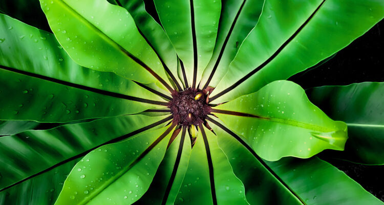 calendrier lunaire du 27 decembre 2021