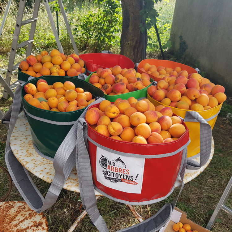 aux arbres citoyens - abricots-Edit aux arbres citoyens
