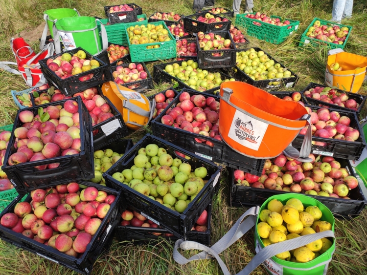 aux arbres citoyens - recolte bilan-Edit aux arbres citoyens