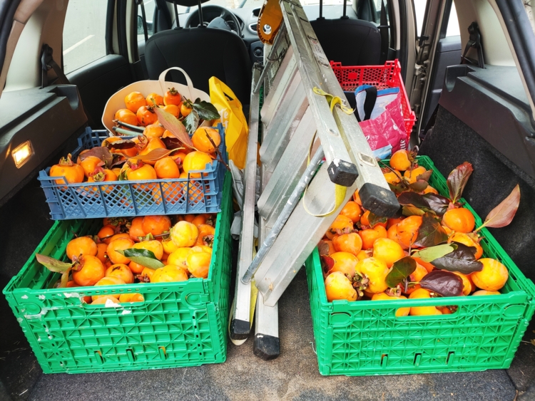 aux arbres citoyens - récolte de kakis-Edit aux arbres citoyens