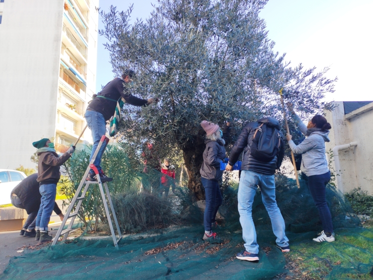 aux arbres citoyens - récolte des oliviers-Edit Aux arbres citoyens