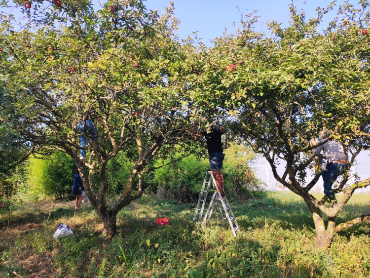 aux arbres citoyens - récoltes dans arbre-Edit aux arbres citoyens