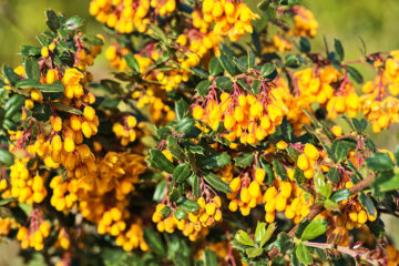 tout savoir sur l'épine vinette