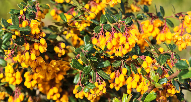 tout savoir sur l'épine vinette