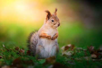 calendrier lunaire du 26 décembre 2021