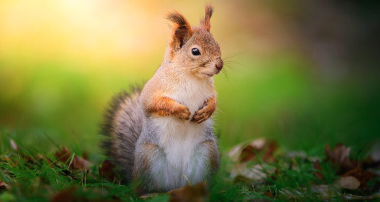 calendrier lunaire du 26 décembre 2021