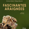 Fascinantes araignees Fascinantes araignées