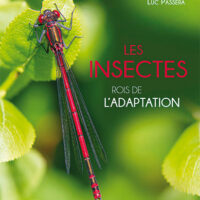 insectesadaptation Les insectes, rois de l'adaptation