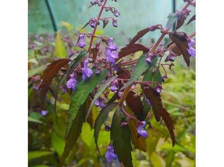 isodon shikokianus-450x337 calendrier de l'avent 22 decembre 2021