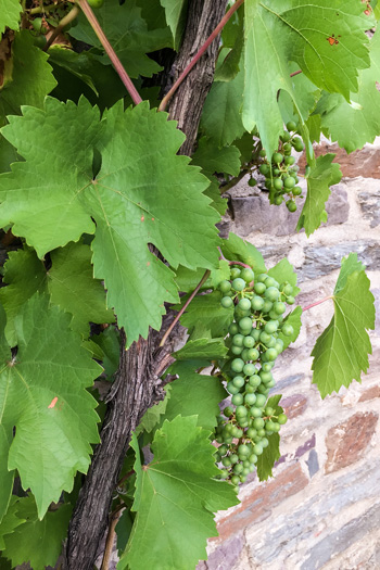 iStock--raisin-espalier-996380634-350px-annalovisa culture en espalier