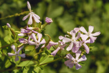Saponaire - Saponaria-officinalis