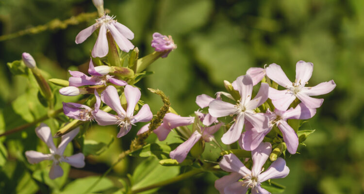 Saponaire - Saponaria-officinalis