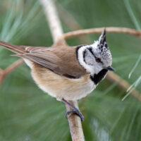 Lophophanes cristatus - mesange huppée - UrosPoteko -Edit mésange huppée