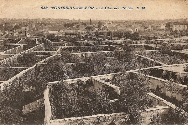 MONTREUIL_-_Le_clos_des_peches-Claude-Villetaneuse-600px Les murs à pêches de Montreuil