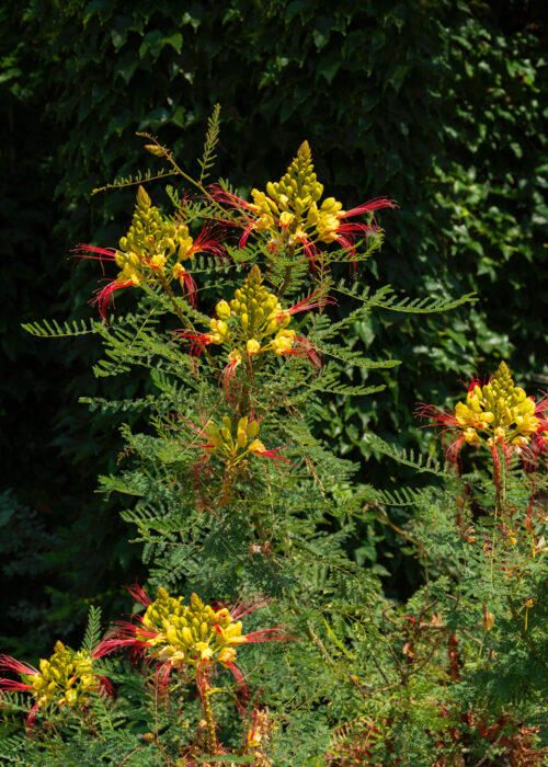 oiseau de paradis - caesalpinia gilliesii - Philippe Glade -Edit calendrier de l'Avent 1 decembre 2021