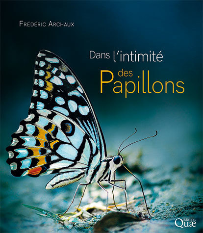 papillons Dans l'intimité des papillons