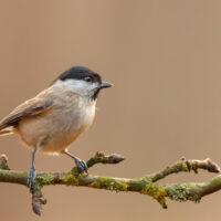 poecile palustris - mesange nonnette - RobChristiaans -Edit mésange nonnette