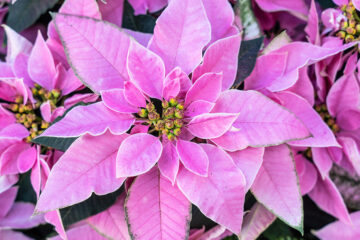 calendrier lunaire du 29 décembre 2021